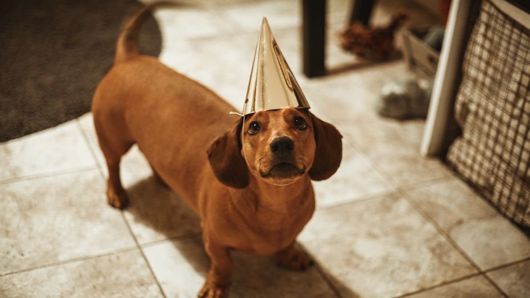 12 Surprising Things That Scare Dogs (And How to Help Them Feel Safe)