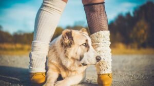 Why Does Your Dog Sit Between Your Legs When Scared