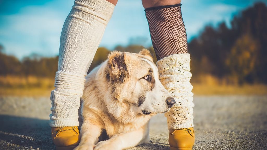 Why Does Your Dog Sit Between Your Legs When Scared
