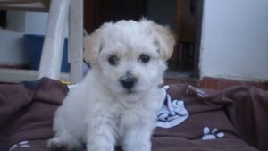 10 Dog Breeds That Are Amazingly Adaptable to Apartment Living