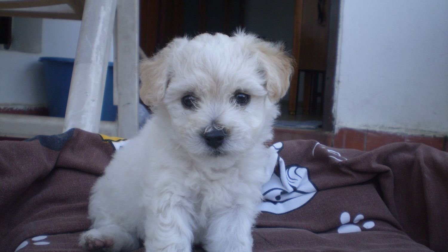 10 Dog Breeds That Are Amazingly Adaptable to Apartment Living