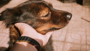 Your Dog Nudges Your Hand to Keep Petting (They're Not Demanding - They're Regulating Your Heart)