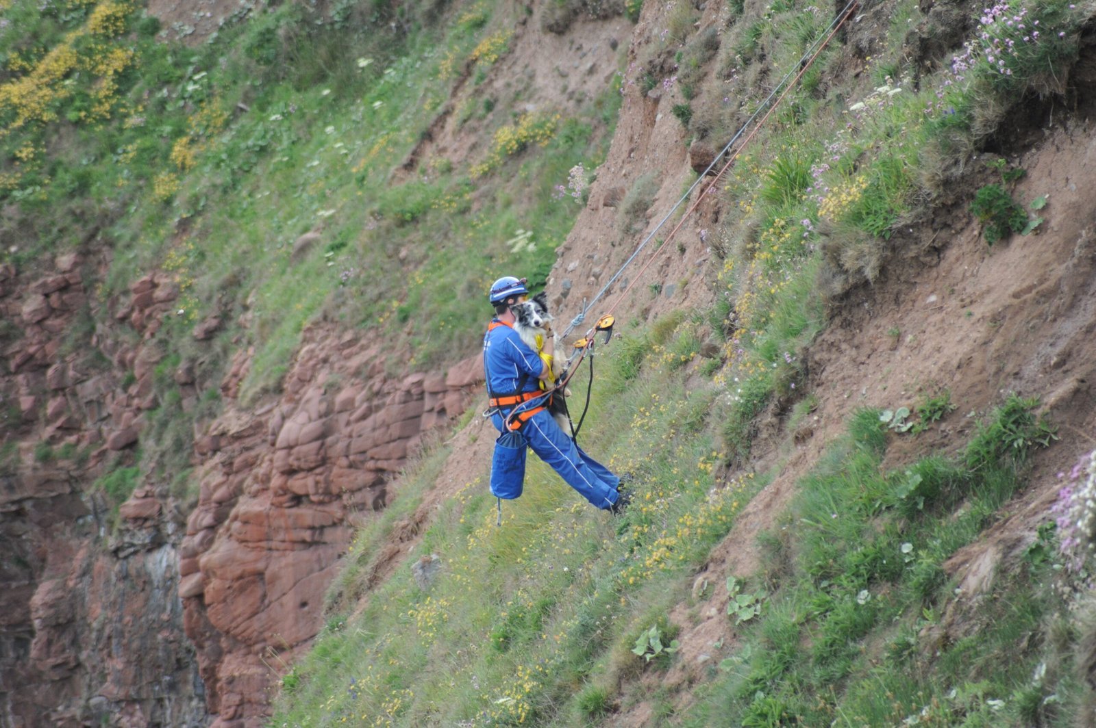 Dog saved after being stranded on cliff for 11 hours