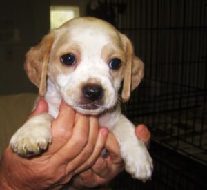 Dorset animal charity rescues 65 dogs from apartment