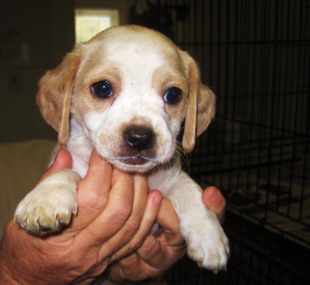 Dorset animal charity rescues 65 dogs from apartment