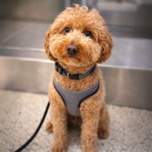 Woman Arrested for Abandoning Dog at Las Vegas Airport