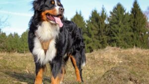 15 Dog Breeds Known for Their Gentle Nature and Calm Demeanor