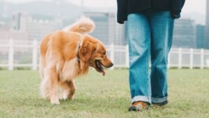 The Secret Language of Dog Tails: What Your Pup's Wagging Really Means