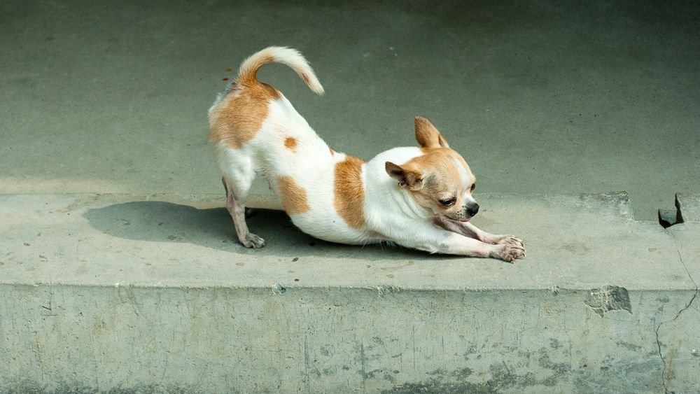 Your Dog Stretches Every Time You Come Home (They're Not Waking Up - They're Celebrating)