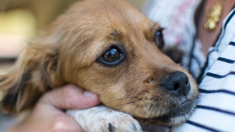 7 Reasons Why Your Dog Is Suddenly Afraid of Things They Once Loved