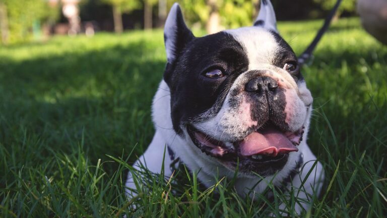 Your Dog's Favorite Playtime Might Be Causing Unseen Stress: What to Watch For
