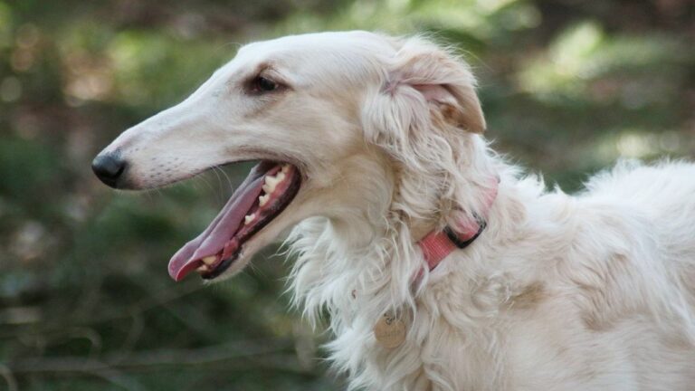 10 Dog Breeds That Are Surprisingly Quiet and Don't Bark Excessively