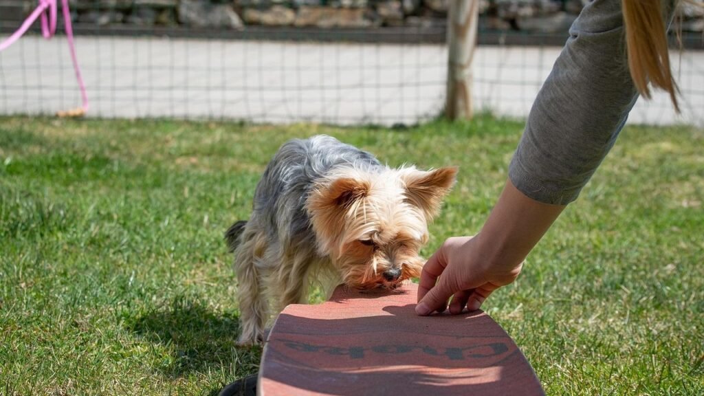 Why Your Dog Seems to Ignore You (And How to Get Their Attention Gently)