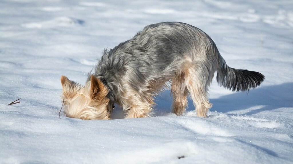 10 Common Reasons Why Your Dog Might Be Digging (And How to Stop It)