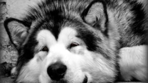 9 Dog Breeds That Love Winter Snow and Frolic in the Cold Weather