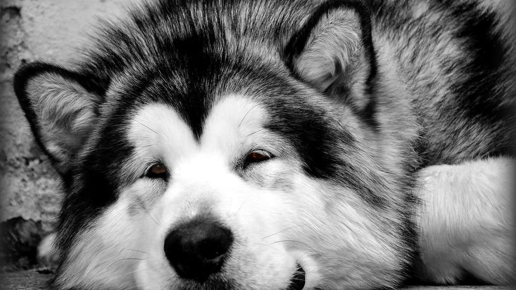 9 Dog Breeds That Love Winter Snow and Frolic in the Cold Weather