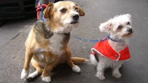 How to Identify a Dog Shelter that is Scamming People for Social Media Views and Money