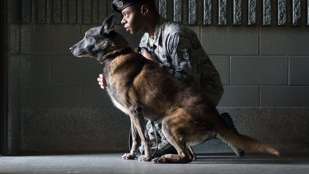 'Unsatisfactory' Conditions at U.S. Bases Linked to Military Working Dog Deaths, New Report Reveals