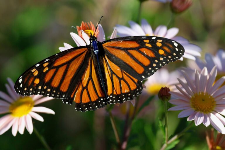 Flying along with monarch butterflies