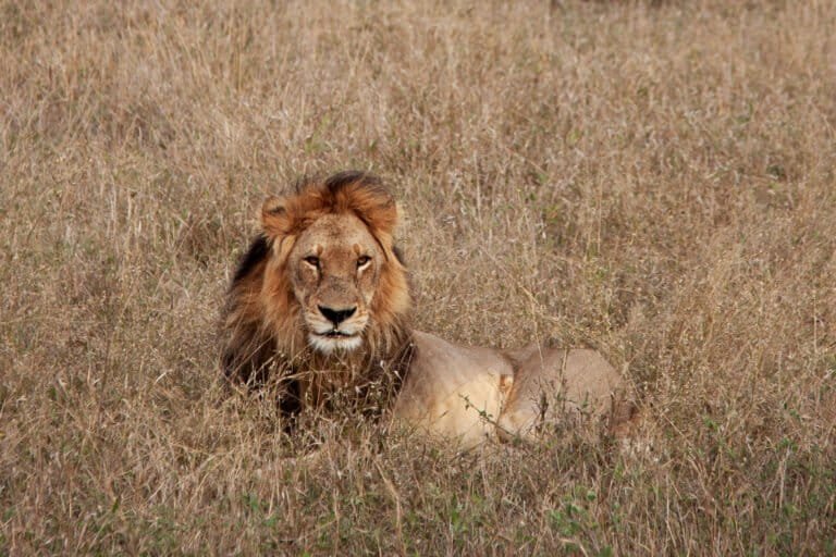 Botswana shows how smarter cattle herding can save lions, reopen ancient wildlife pathways