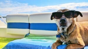 Your Dog's Dream Vacation Might Be Closer Than You Think, Here's Why