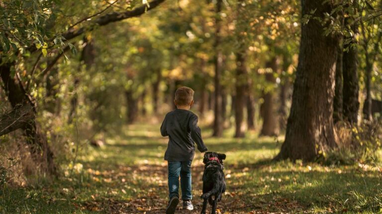 Your Dog's Daily Walk Is a Brain Workout, Not Just Exercise