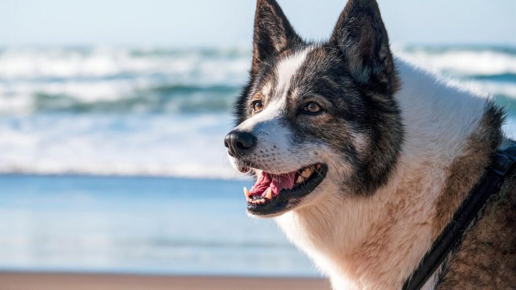 Is Your Dog's Bark a Warning, a Welcome, or Just a Conversation Starter?