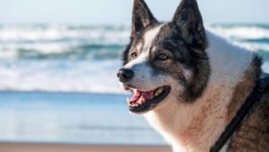 Is Your Dog's Bark a Warning, a Welcome, or Just a Conversation Starter?