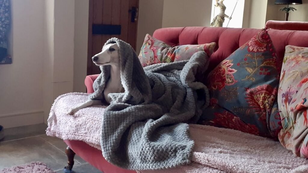 How Can You Tell If Your Dog Is Secretly Judging Your TV Show Choices?