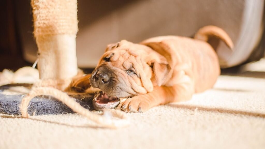 What If Your Dog's 'Bad Habits' Are Actually Clever Communication Attempts?