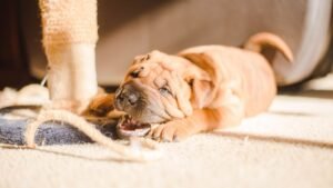 What If Your Dog's 'Bad Habits' Are Actually Clever Communication Attempts?