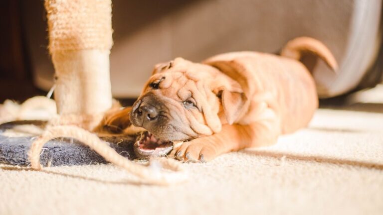 What If Your Dog's 'Bad Habits' Are Actually Clever Communication Attempts?