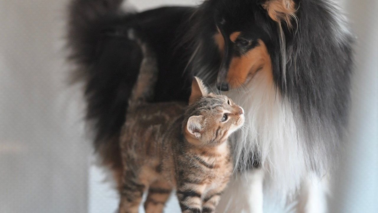 Why Do Some Dogs Prefer the Company of Cats Over Other Canines?