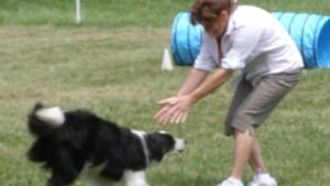 8 Simple Games to Boost Your Senior Dog's Brain Power and Happiness