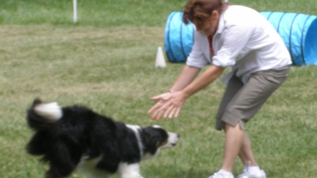 8 Simple Games to Boost Your Senior Dog's Brain Power and Happiness