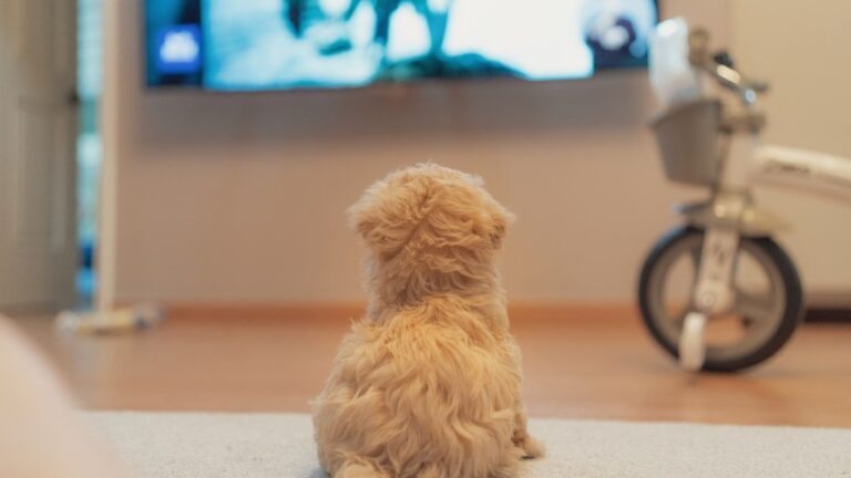 9 Common Household Sounds That Terrify Your Dog And How To Help