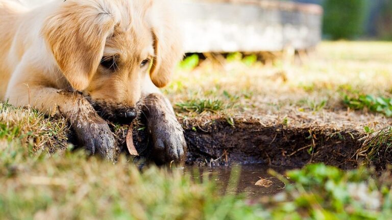 Your Dog Isn't Stubborn; They're Just Not Speaking Your Language Yet