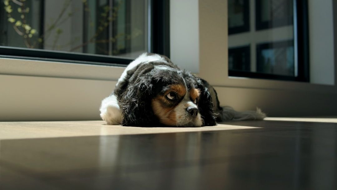 The Emotional Contagion Effect: How Your Stress Becomes Your Dog's Stress