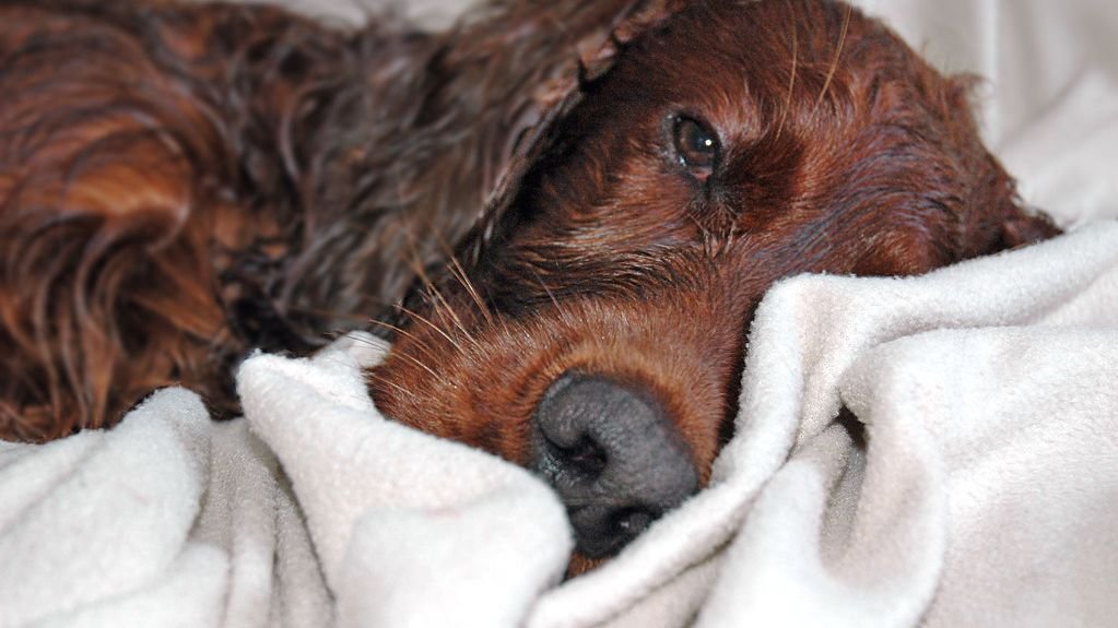 The Surprising Similarities Between Human Trauma Bonds and Over-Attached Dogs