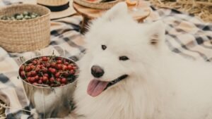 Your Dog's Diet Might Be Sabotaging Their Mood: The Gut-Brain Connection
