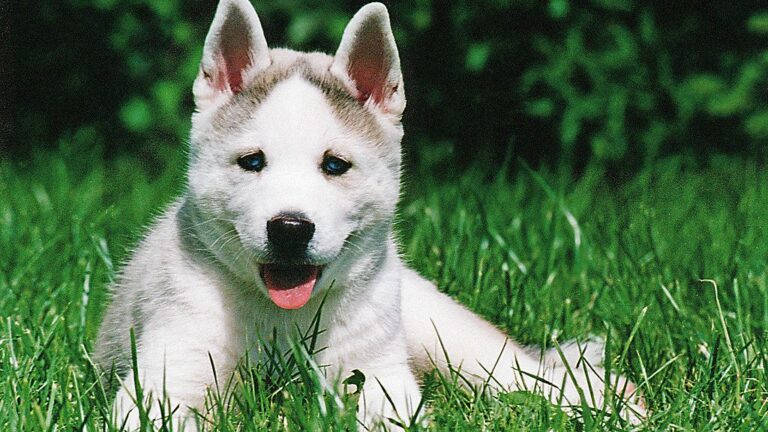 8 Dog Breeds That Excel At Living In Apartments (And 4 That Need Space)