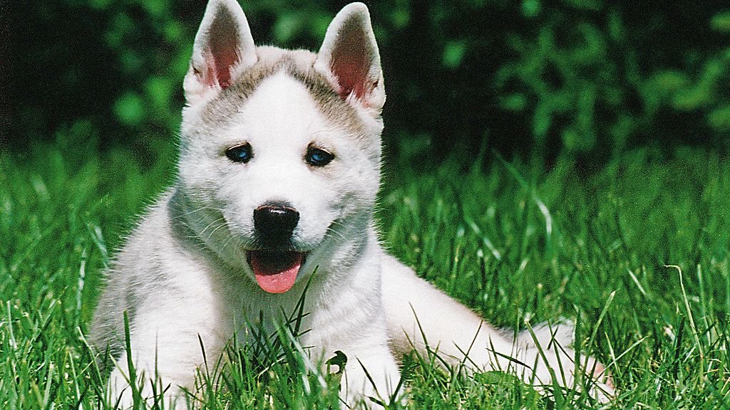 8 Dog Breeds That Excel At Living In Apartments (And 4 That Need Space)