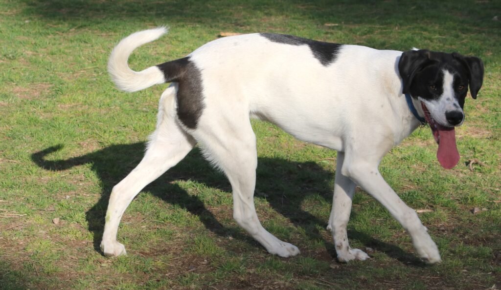Killian – 1 year old male English Pointer