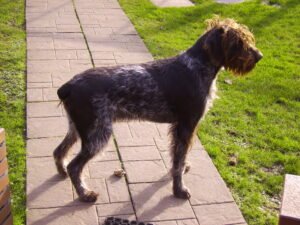 Lalo – 3 year old male German Wire-Haired Pointer