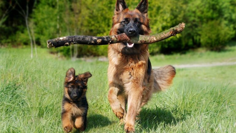 12 Dog Breeds With The Strongest Instincts To Roam And Explore