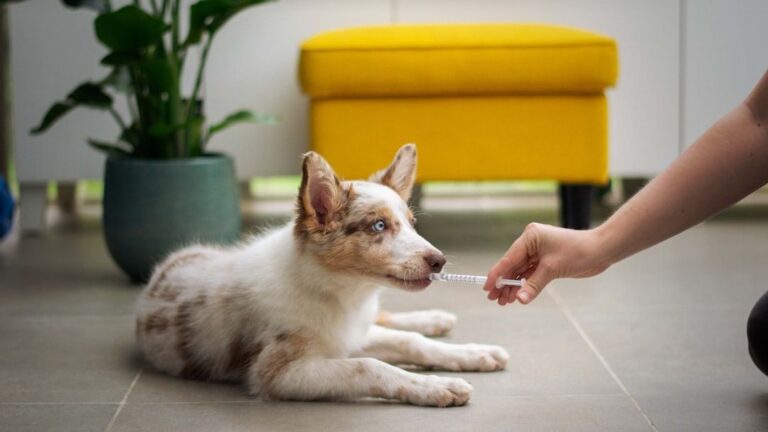 6 Everyday Items You Own That Could Be Toxic To Your Beloved Dog