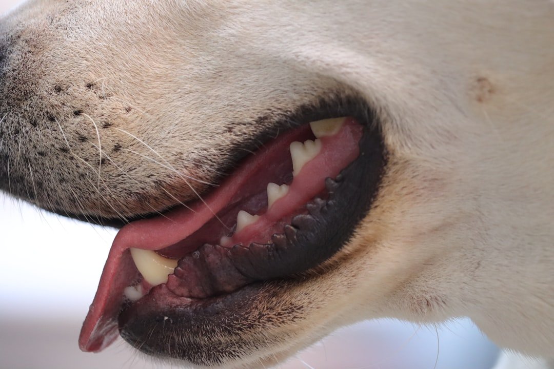 AVMA: Doggie Breath Could Be A Sign Of Serious Disease