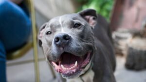 Pit Bull with Terminal Cancer Celebrated on 'Best Last Day Ever' Outing Filled with Flowers, Burgers and Love