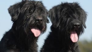 10 Most Underrated Dog Breeds That Deserve More Love