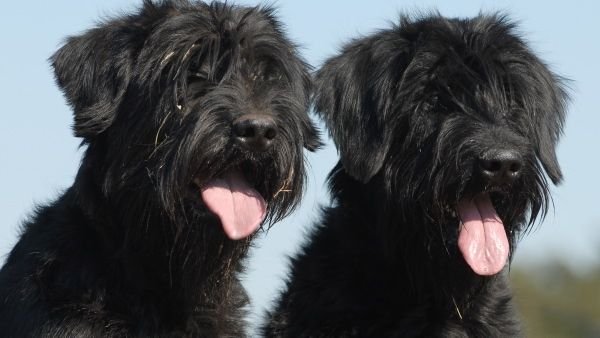 10 Most Underrated Dog Breeds That Deserve More Love